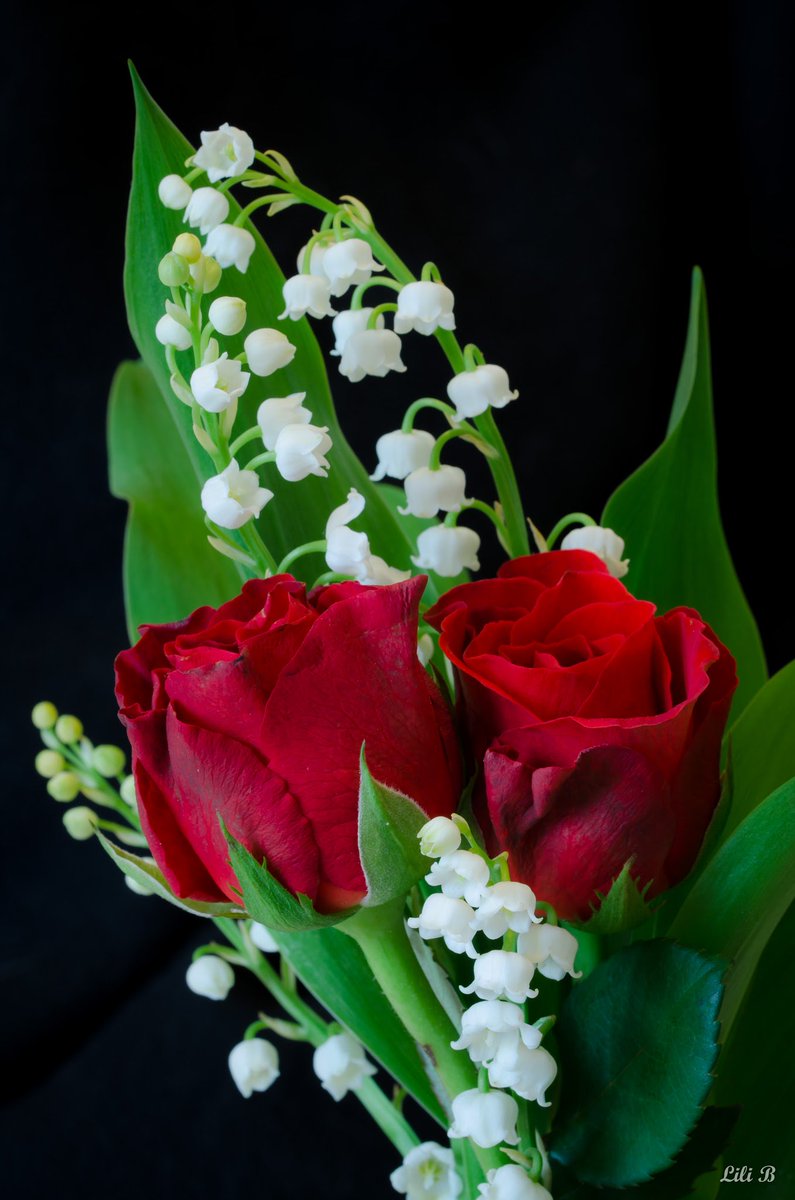 Les Plus Belles Roses Rouges Les Plus Belles Roses Du Monde Les Plus Belles Roses Rouges à Planter