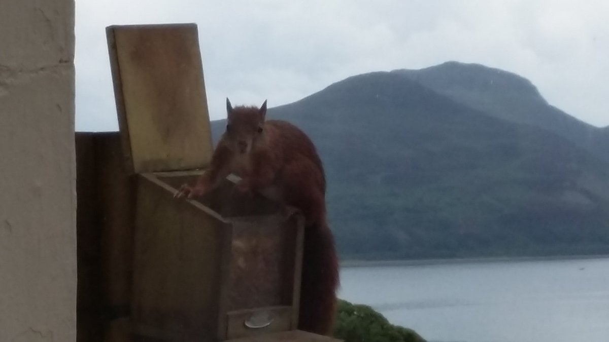 Mr Squirrel says cancellation 11-18 June booked. Next holiday available 27Aug  <a href="/sheridans_guide/">Sheridans Guides</a> <a href="/embracescotland/">EmbraceScotland</a>