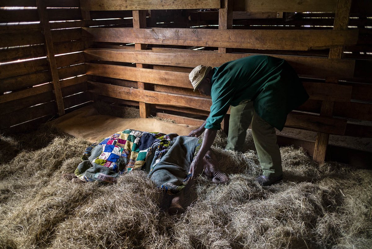 SheldrickTrust's tweet photo. Photo of the week! Putting the baby #elephants to bed @DSWT! https://t.co/vi6hy0JycF 
© Alvaro Ybarra Zavala Getty https://t.co/WjXwTVwzLF