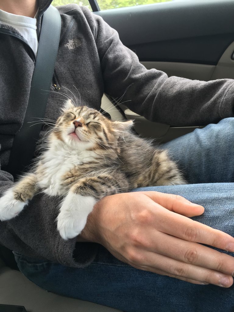 kitten_a_day's tweet photo. My best friend got a cat today.. https://t.co/giTZaJrz4K #CUTE #KITTEN https://t.co/s26HkSIYUF