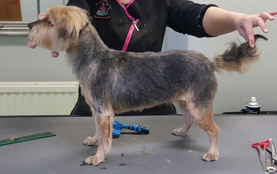 Groomingtons's tweet photo. Get your furry friends ready for summer with our 20% off first visit offer. Call 07729600486 to book now! https://t.co/7fzQyPKrkU