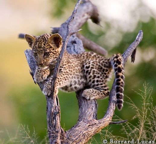BW FLORA AND FAUNA

 A Leopard club playing in a fallen tree in the Okavango Delta, #Botswana by ©Will Burrard-Lucas