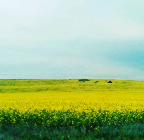 IoanaCotrus's tweet photo. Wake Up Yellow. #ffee58
#colorful #nature #landscape https://t.co/IZnC7BEA2m