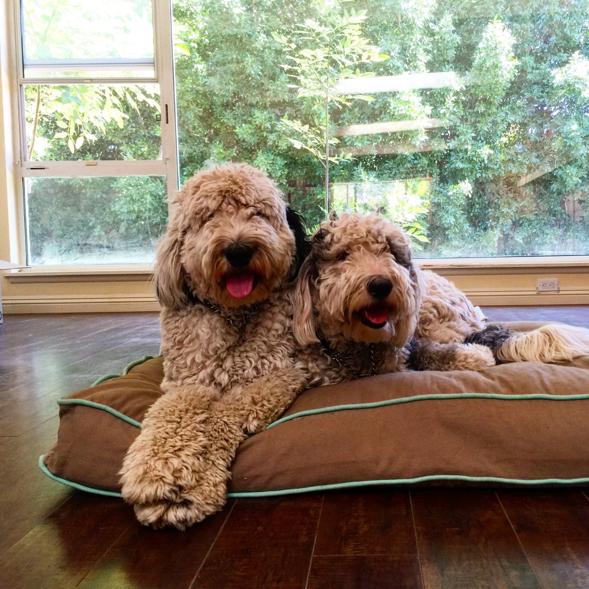 Building An Athlete  #DogTraining thegooddoglifeblog.com/2016/05/17/bui…