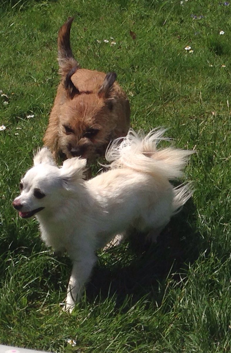 MagnusBorder's tweet image. My mate Albie. He steals my food and bites me in the bum but I love him anyway! #btposse #BorderTerrier