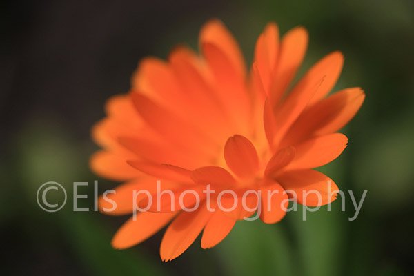 Beautiful flower photos, fine art, on canvas, as greeting cards. tinyurl.com/zuudlkv #photography #flowers
