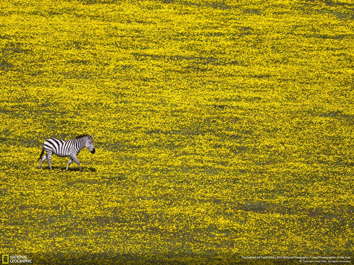NatGeo's tweet image. Could you be named our Travel Photographer of the Year? Two weeks left to enter. on.natgeo.com/1OxxDjJ
