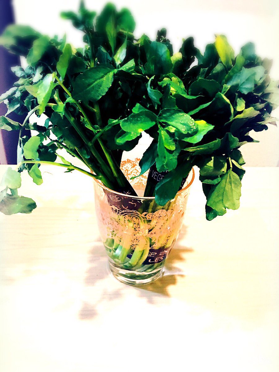 クレソンの栽培について 花が咲く時期はいつ頃 野菜大図鑑