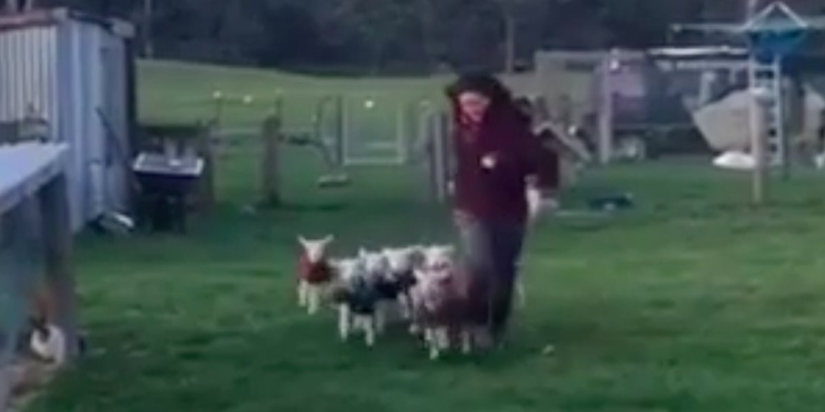 HuffPostWeird's tweet photo. Whatever you do, don’t try to outrun a stampede of hungry lambs https://t.co/njKm2smNuC https://t.co/DGzlQKtvHo