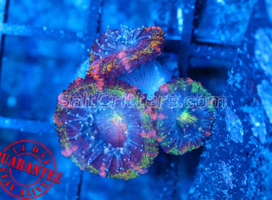 CPI__'s tweet photo. These Acans are only $16.99 &amp; with shipping only $24.99 these are the cheapest you will find online &amp; in stores! https://t.co/FJOPcqIk3Z