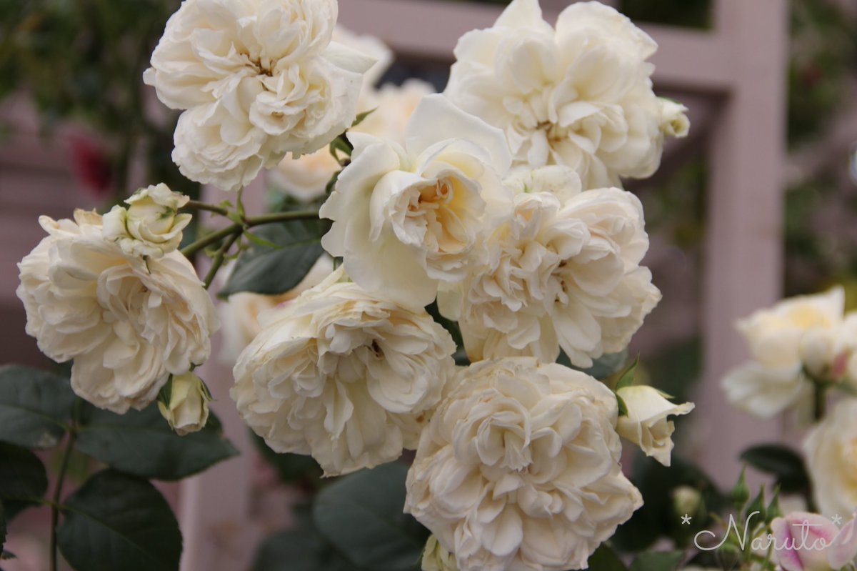 なると En Twitter 国バラより ロサオリエンティス最新品種 アリアドネ オルフェオ 後者はnew Rosesとは色がだいぶ違って花弁が多いブルーフォーユーみたいな印象