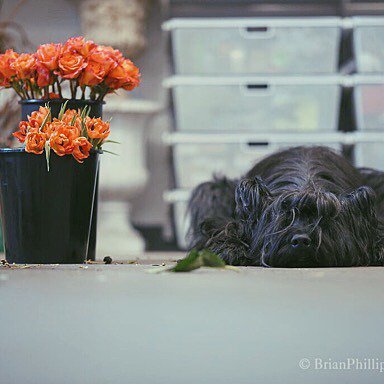 Oh Elvis... It might be hard to be the only men in this team. You melt our ❤️❤️every day. … ift.tt/27vfbUH