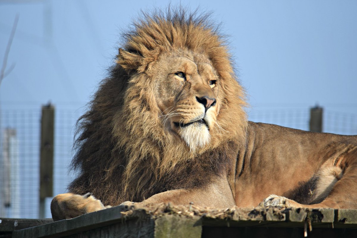 Noahs_Ark_Zoo tweet picture
