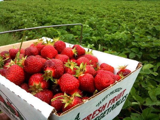 linkedinlady's tweet image. Ooh yes! Nothing better than smell &amp;amp; taste of fresh #strawberries #PicTime #Health #Turkey