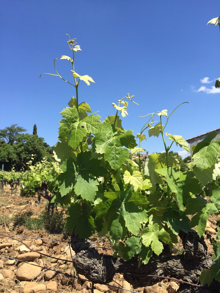 Bernard Duseigneur (@bduseigneur) on Twitter photo 