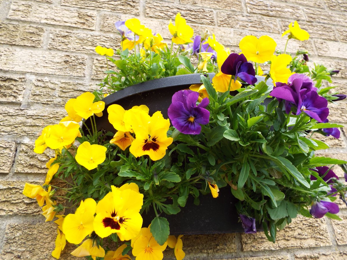 CherryTreeSite's tweet image. This is what Kevins up to today - ideal weather for mowing.
Shrubs are about to flower and the wall baskets well...