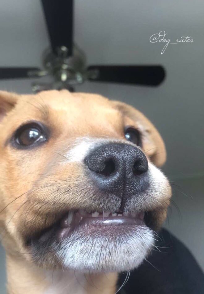 WeRateDogs tweet media