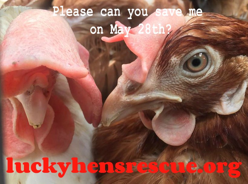 Lucky Hens Rescue 🐔 tweet media