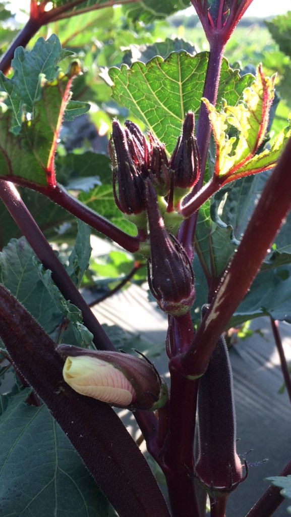 County Line Harvest (@countylinesouth) on Twitter photo 