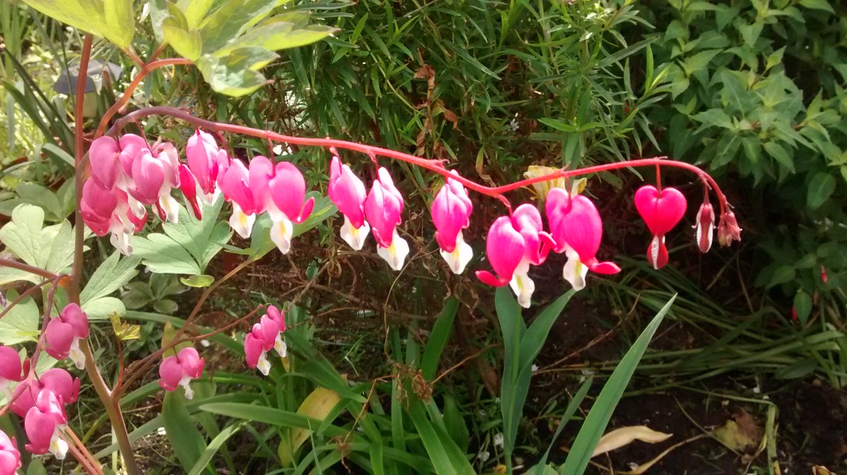 Scarfie1's tweet image. My #DicentraSpectabilis aka #BleedingHeart plant in bloom.