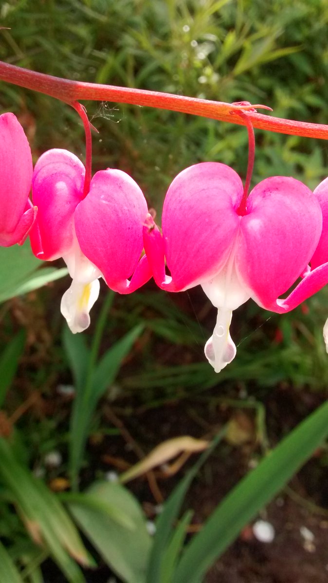 Scarfie1's tweet image. My #DicentraSpectabilis aka #BleedingHeart plant in bloom.