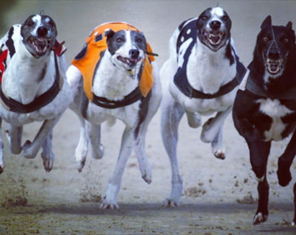 frcaseys_bng's tweet photo. Launch of Night at the Dogs Fundraiser on Sat May 28th in the Clubhouse. Special guest Mícheál Ó Muircheartaigh. https://t.co/bjU1d0NkmN