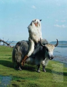 wfarr's tweet image. Eventually you stop shaving the yak and just become one with it