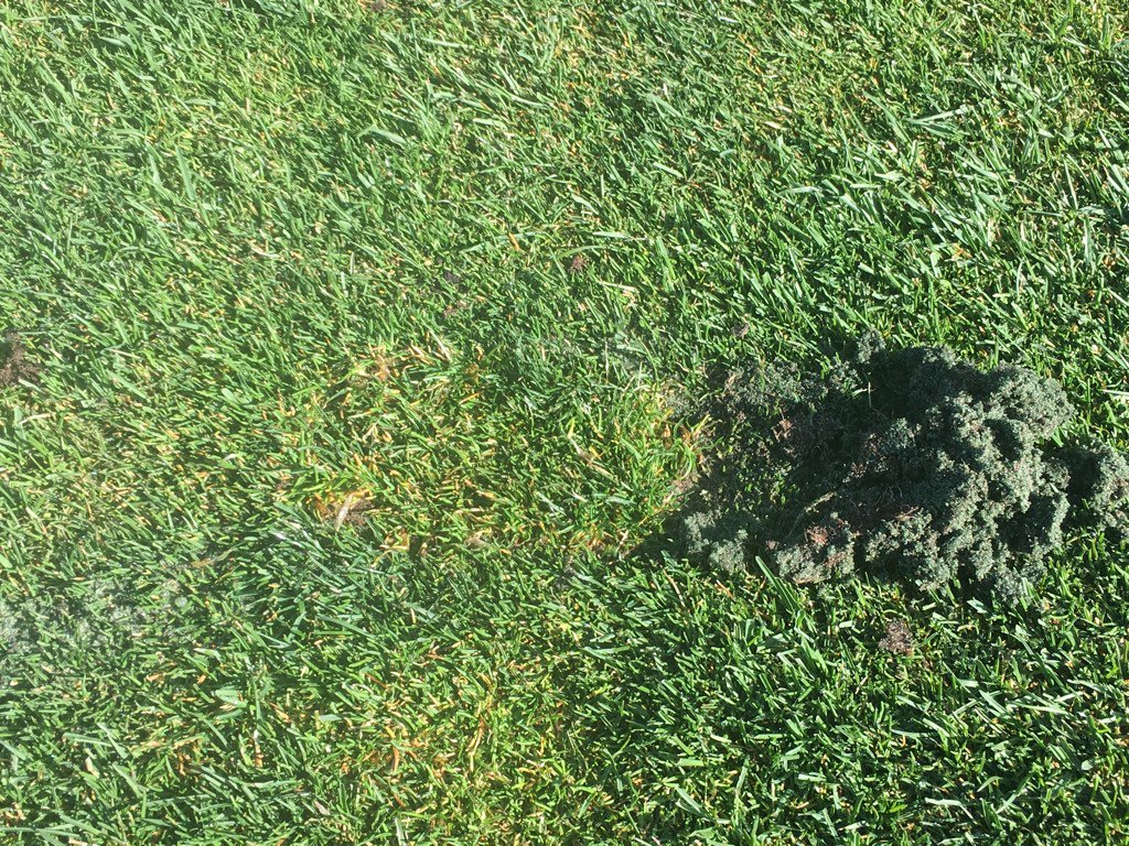 MayfairSuper's tweet image. Membership: Which repair looks better and heals faster? Hint: not the one filled with sand. Please replace turf.