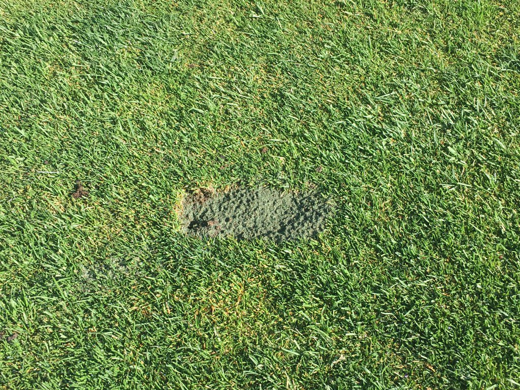 MayfairSuper's tweet image. Membership: Which repair looks better and heals faster? Hint: not the one filled with sand. Please replace turf.