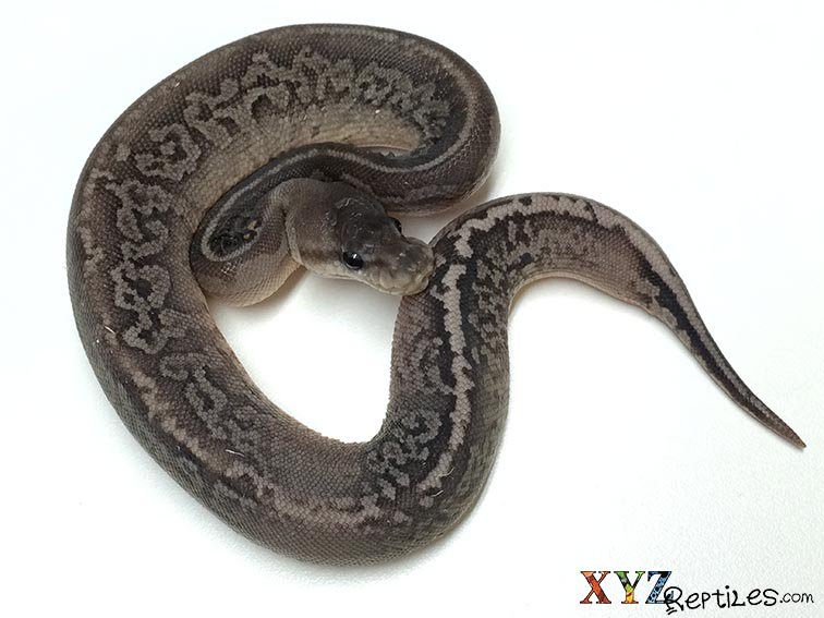 XYZReptiles's tweet image. Dark Morphs - #CinnamonBallPython vs
#BlackPastelBallPython ow.ly/7zGb300iLg8 #xyzReptiles #ballpythons #pets