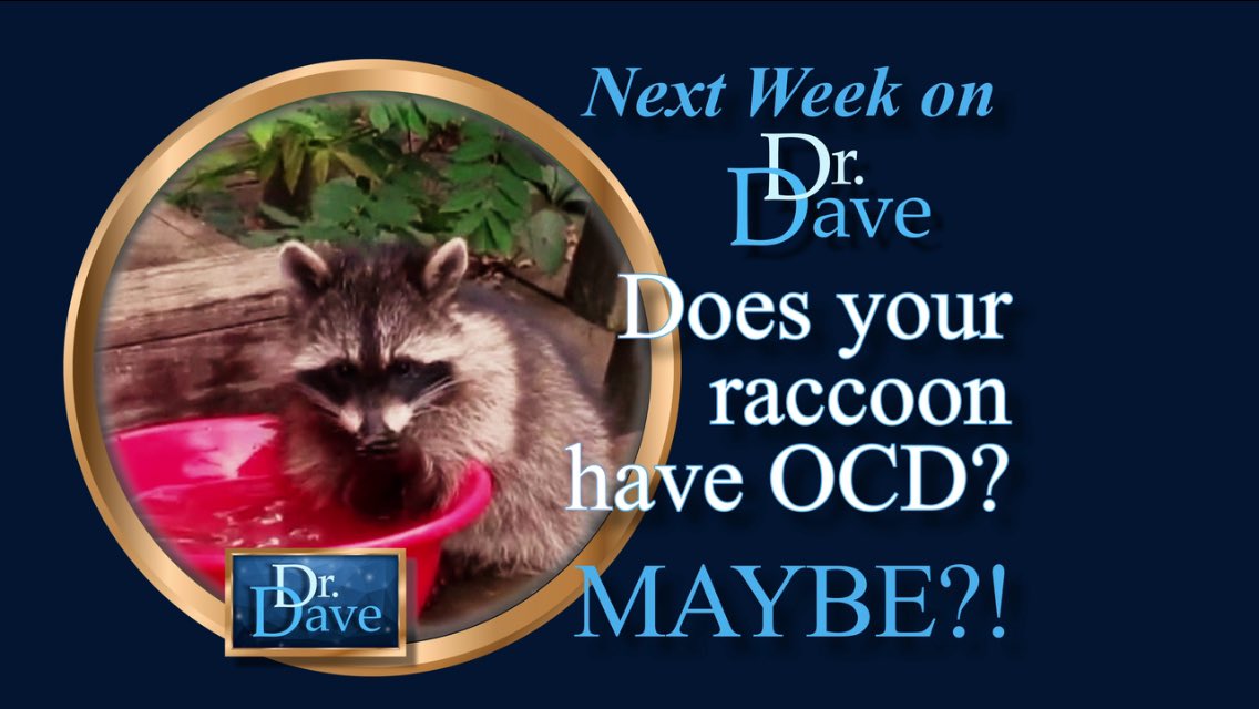 davidutting's tweet photo. Next week on #DrDave does your raccoon have OCD? MAYBE?! ππ #MoleFight #KimmySchmidt @KimmySchmidt https://t.co/Y0XWFUg9Qw