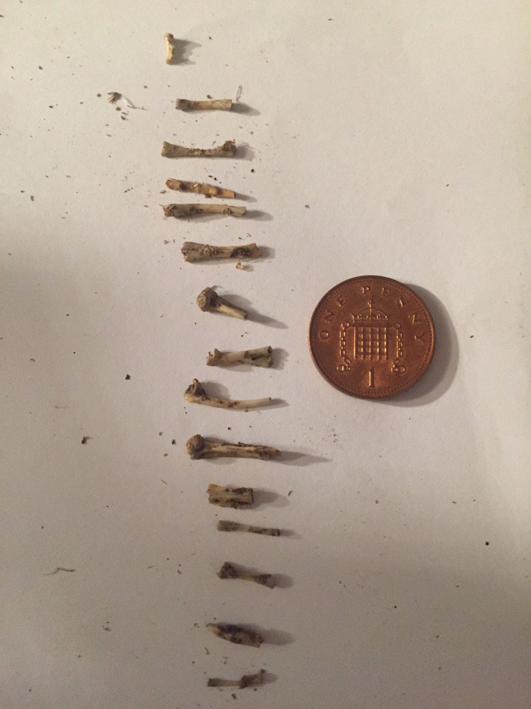 brooksie2015's tweet image. This is our eve entertainment. Dissecting owl pellet J found. Like an archeological dig in miniature #smallbones