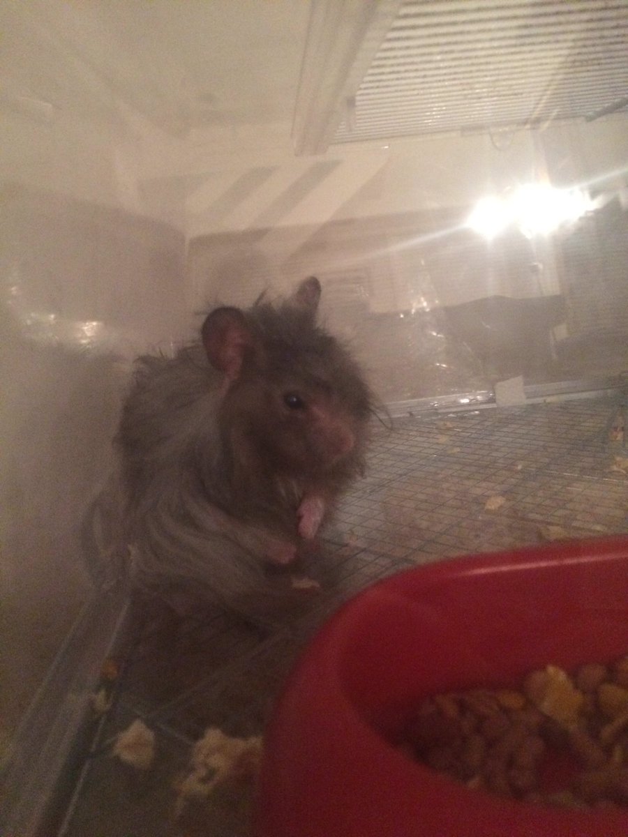 Hastings & Lemon (@hastingslemon) on Twitter photo 