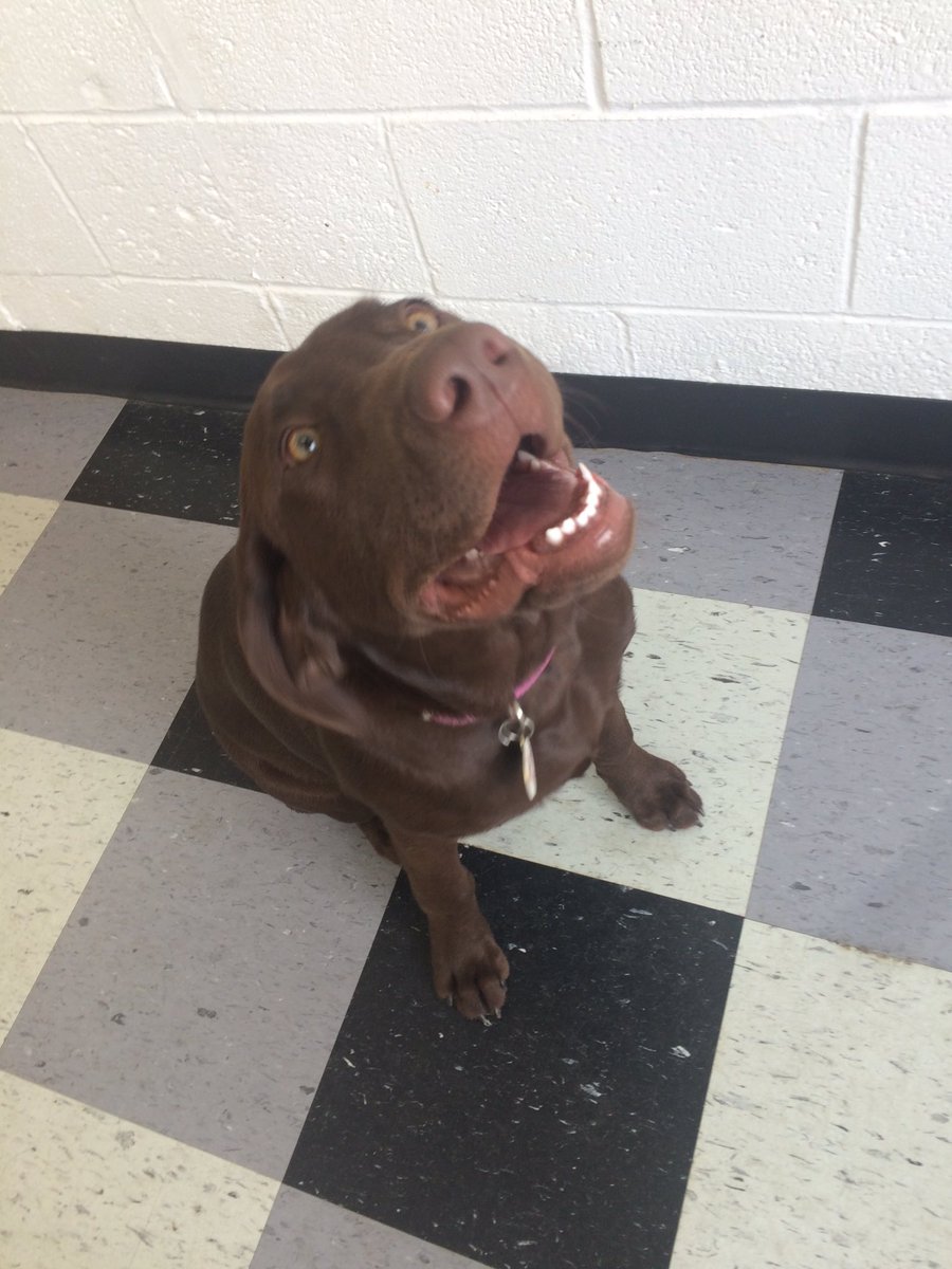 HappyDogsWloo's tweet image. Kirby=Honey @sjsUNI