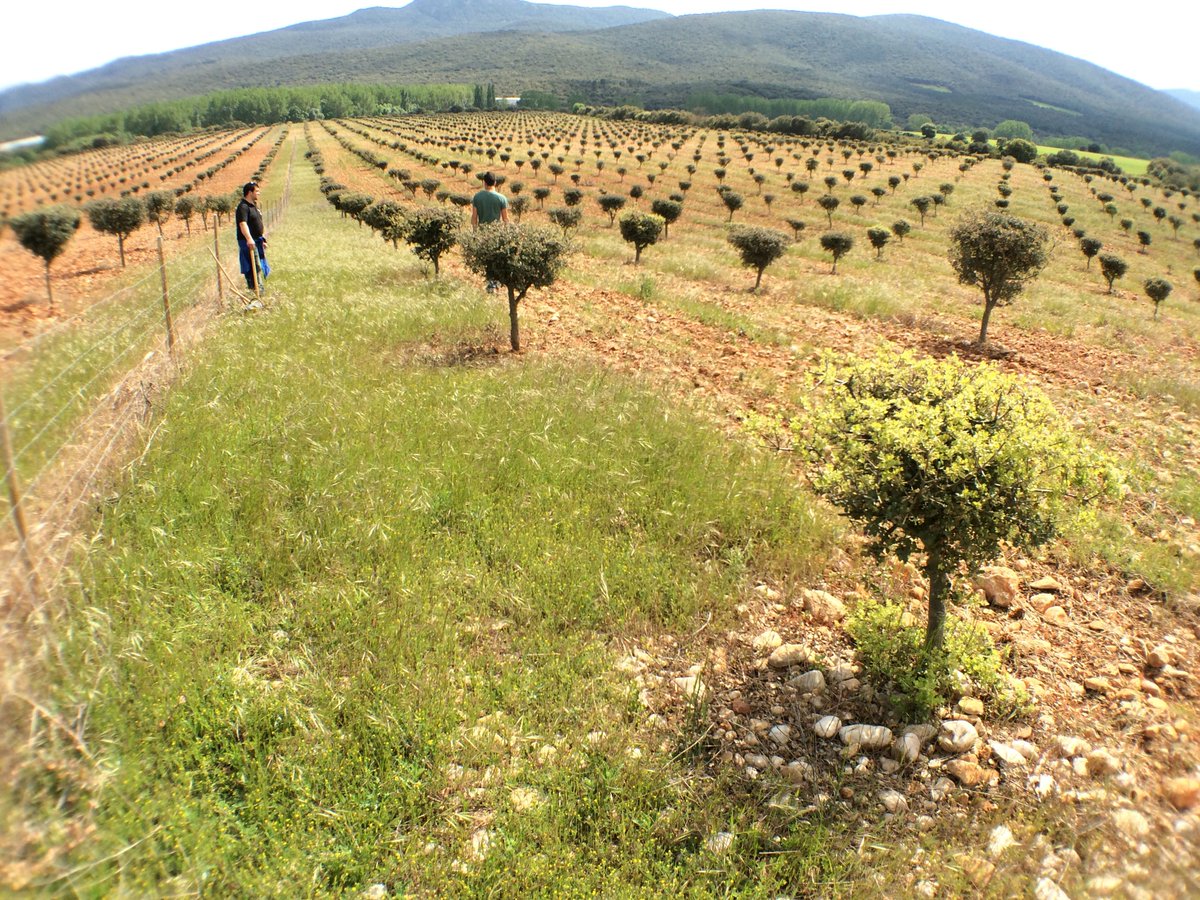 Today analyzing #truffle plantations in Navarra