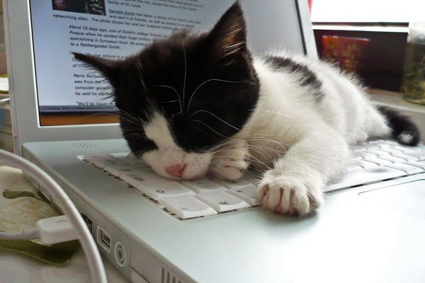 purringtonpost's tweet photo. This library has kittens not books! ~ https://t.co/DpNcnSbMCz #cats https://t.co/yfDIyJ9kQ6