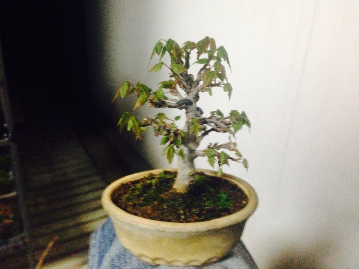 あつやきと盆栽 Aty Bonsai Twitter