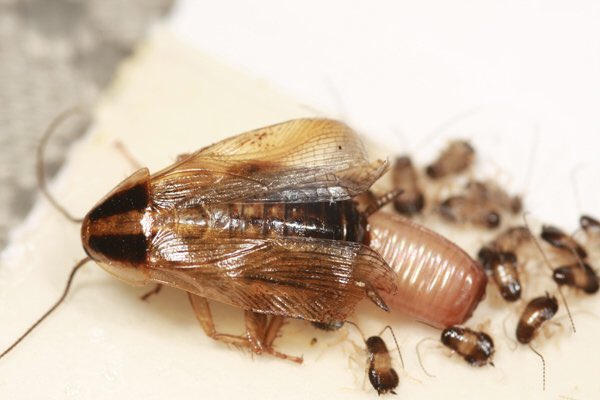 pestcontrolbugs tweet picture