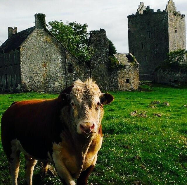 Please retweet 'Kevin' from lovely Lackeen! #visitlorrha <a href="/discoverlderg/">Discover Lough Derg</a> <a href="/Failte_Ireland/">Fáilte Ireland</a> <a href="/VisitTipp/">TipperaryTourism</a> <a href="/MidIreland/">Mid Ireland Tourism</a>