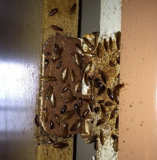 pestcontrolbugs tweet picture