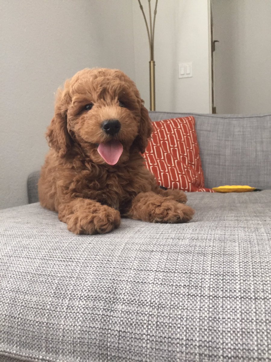laniwalt's tweet photo. Excited to welcome my new puppy nephew to the fam, he's a teddy bear&amp;a piece of fried chicken all wrapped into one😍 https://t.co/1HWpspY2yT
