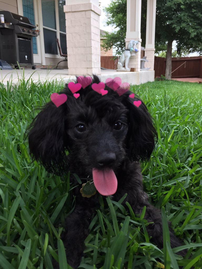 hearts on puppies (@heartsonpups) on Twitter photo 