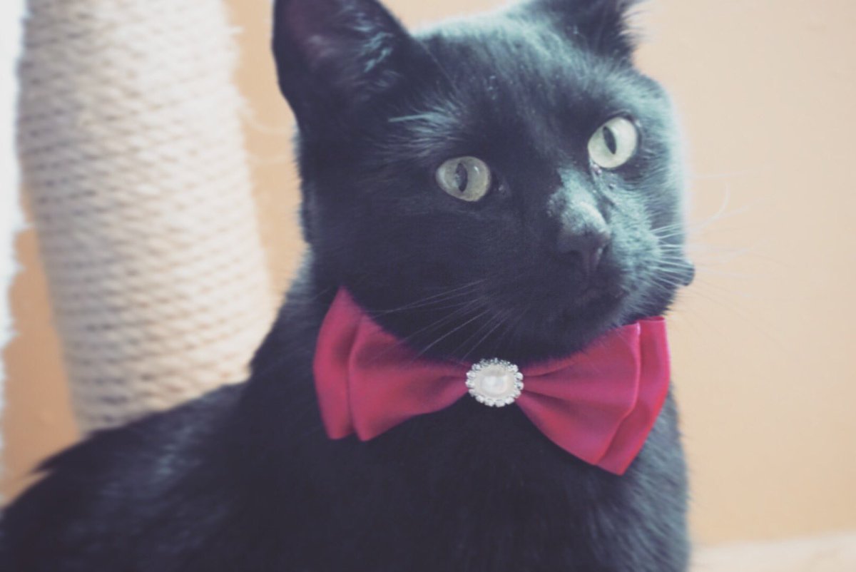 AngieDeeKukacka's tweet photo. Mr whiskers got a new collar 😅😅😂😂😊😊 https://t.co/QgmqOfu9B2