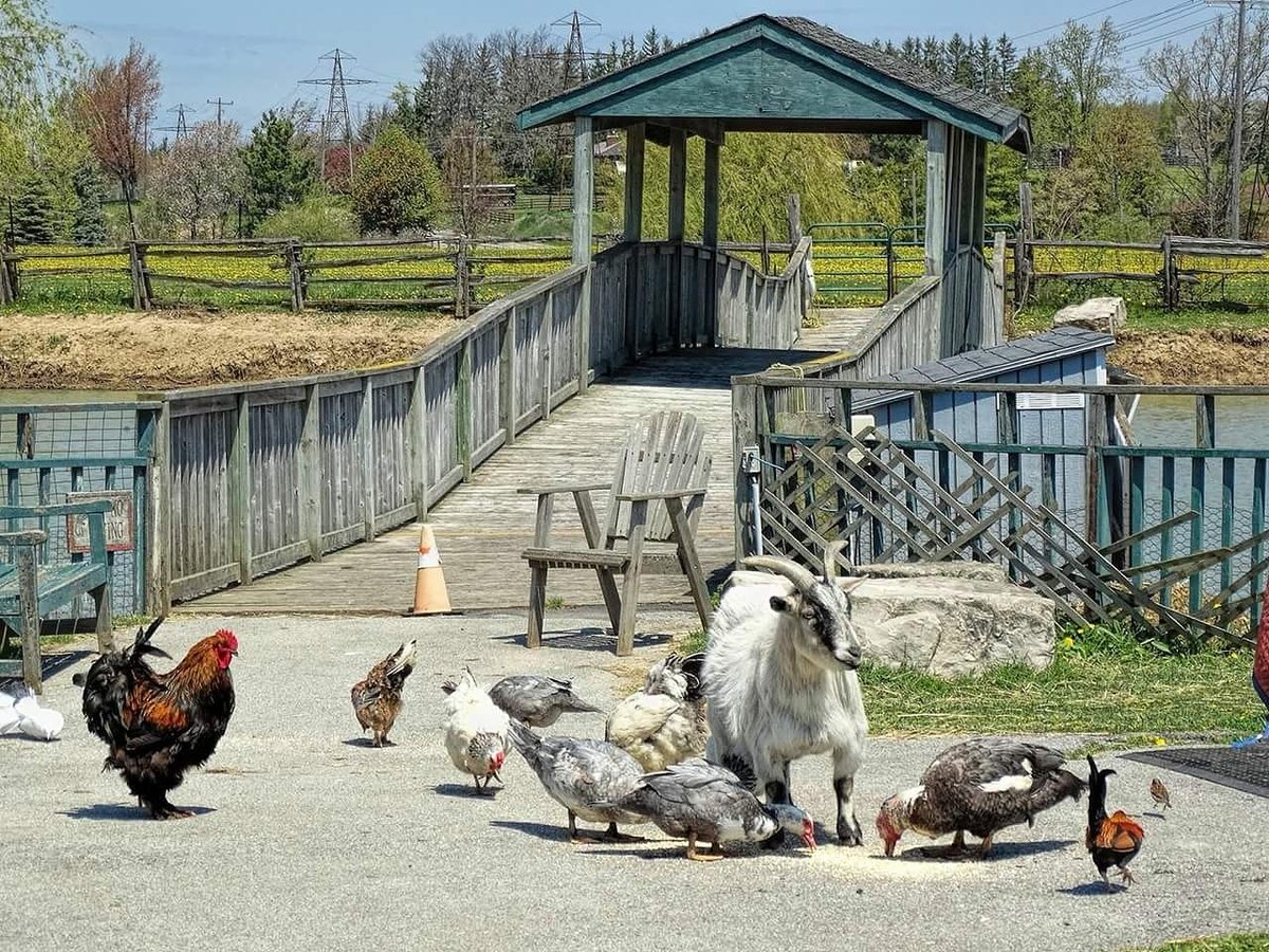 DutchMillMarket's tweet photo. Its lunch time!!! #dutchmillcountrymarket #farmlife #farmanimals #pettingzoo #shoplocal #hamont #burlont https://t.co/QmoATq7c6Z
