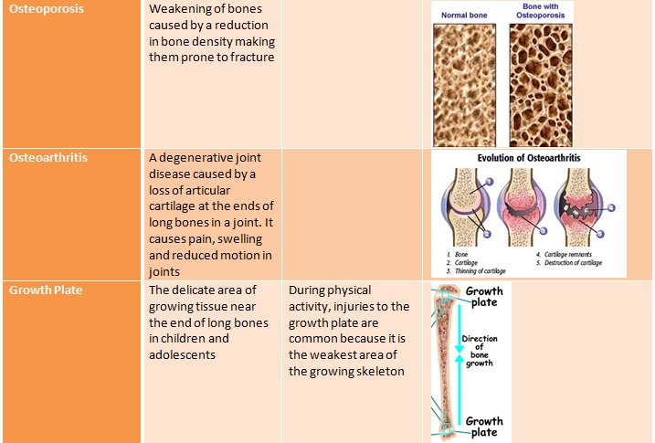 ALevelPESand's tweet image. AS Anatomy &amp;amp; Phys #keywords #10marker?