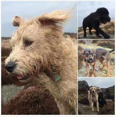 chestertweetsuk's tweet photo. #chesterhour TREAT your pooch to a walk in the #Welsh hills with @DogsinChester call  07971230985to book #Chester https://t.co/EjC7cZvF9P