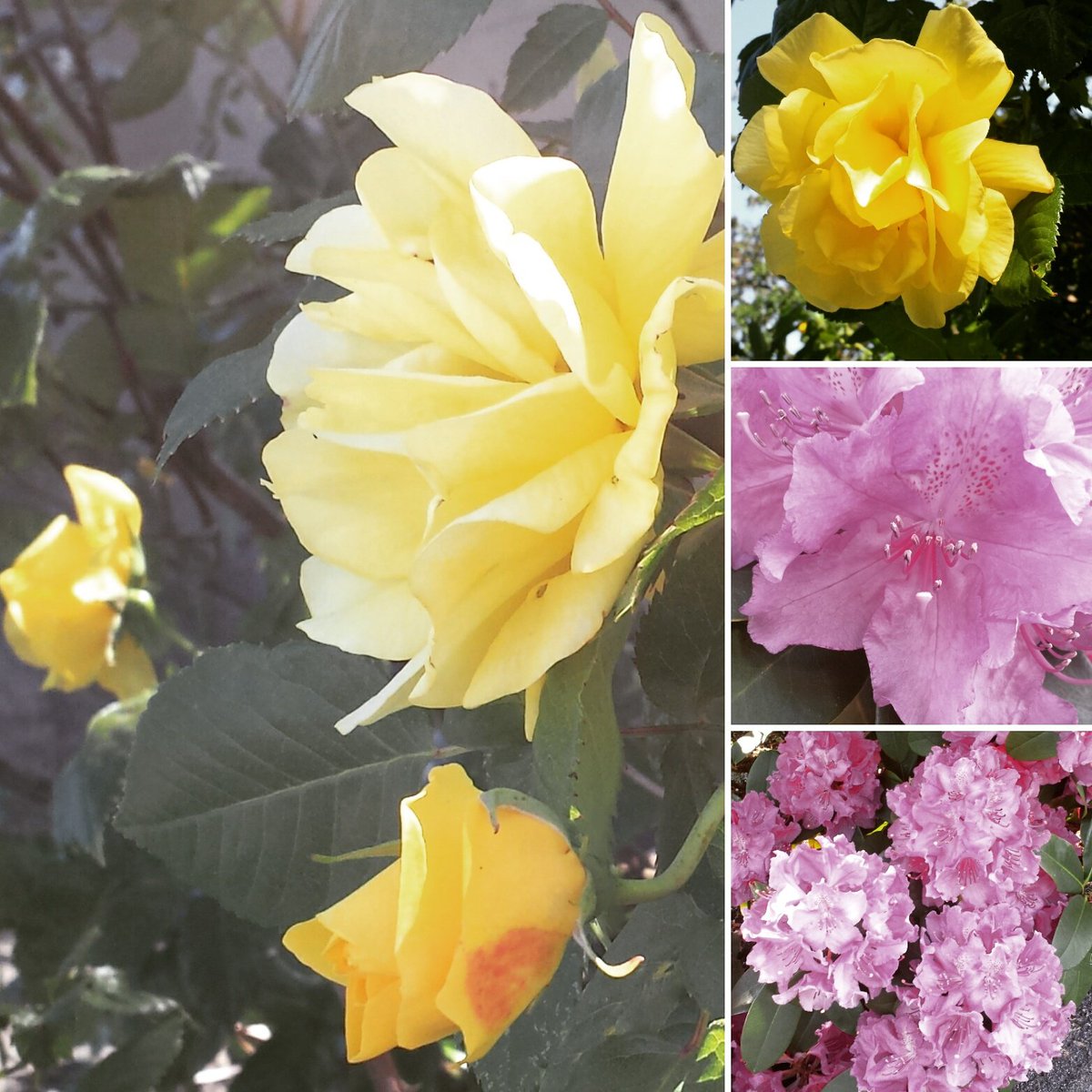 FortStFoodie's tweet photo. There's a reason #VictoriaBC is known as #GardenCity #FortStreet #FabFort #stopandsmell #VanIsland #paradise #pink https://t.co/eXkOe3Pu6c