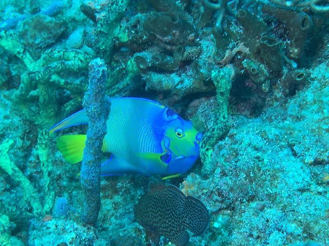 SeaLifeProject's tweet photo. Queen of the reef #recoveryscuba #onediveatatime #nauiworldwide #scubadiving #scuba #divin… https://t.co/mGfqayjjLc https://t.co/vfAs6YXEgF