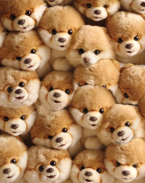 cesarmillan's tweet image. Do you play hide and seek with your dog? If so, you could win $500. cesar.mn/7mdF