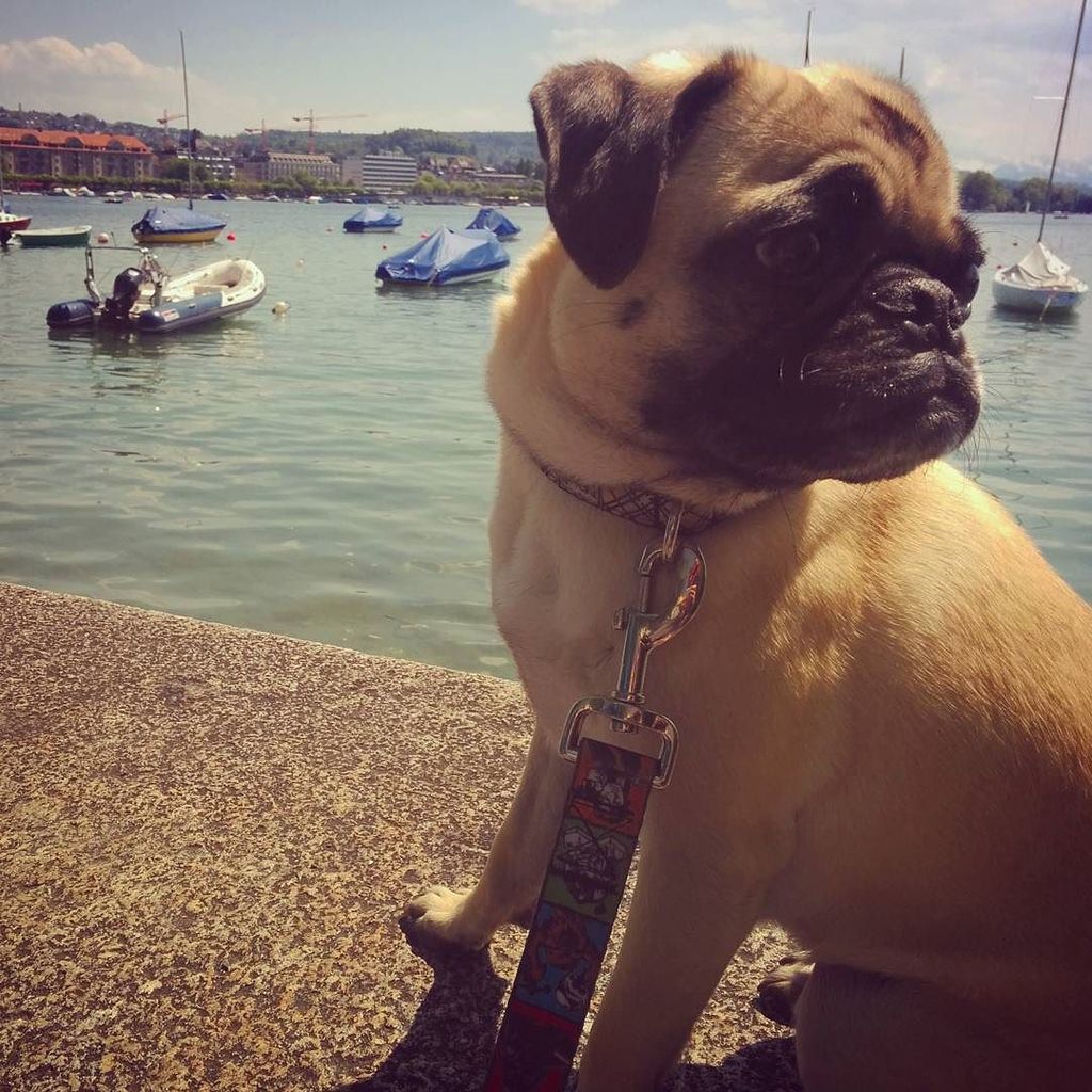 Puglee_Pug's tweet photo. Where am I supposed to be looking? #pug #pugs #pugstagram #pugsofinstagram #pugsofcanada #dog #dogsofinstagram #pug… https://t.co/Zgo2P1G6S0